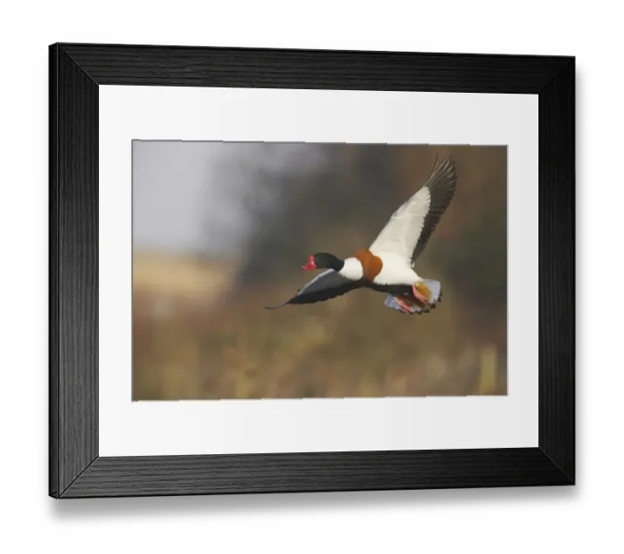 Framed Print : Common Shelduck (Tadorna tadorna) adult male, in flight, Severn Valley, Gloucestershire, England, winter Framed Print : Common Shelduck (Tadorna tadorna) adult male, in flight, Severn Valley, Gloucestershire, England, winter
