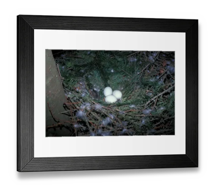 Framed Print : Goshawk (Accipiter gentilis) Three eggs in nest Framed Print : Goshawk (Accipiter gentilis) Three eggs in nest