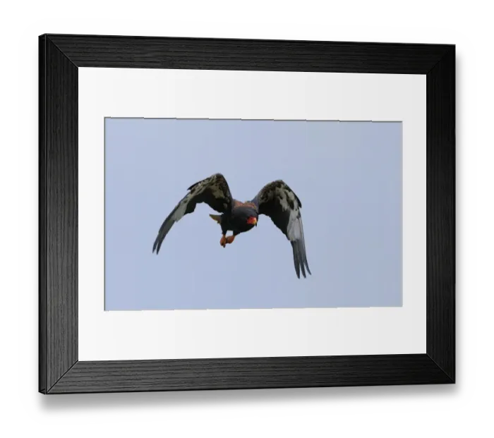Framed Print : Bateleur Eagle (Terathopius ecaudatus) adult, in flight, Masai Mara, Kenya