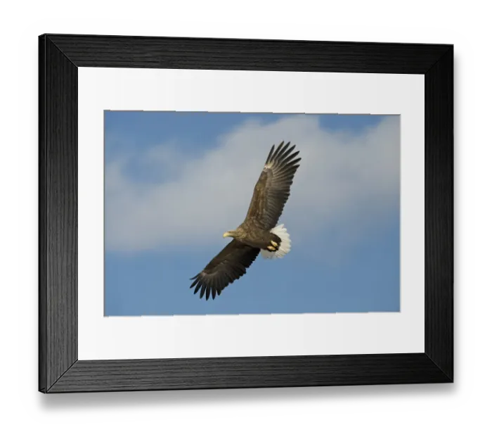 Framed Print : White-tailed Eagle (Haliaeetus albicilla) adult, in flight, Hokkaido, Japan, winter Framed Print : White-tailed Eagle (Haliaeetus albicilla) adult, in flight, Hokkaido, Japan, winter