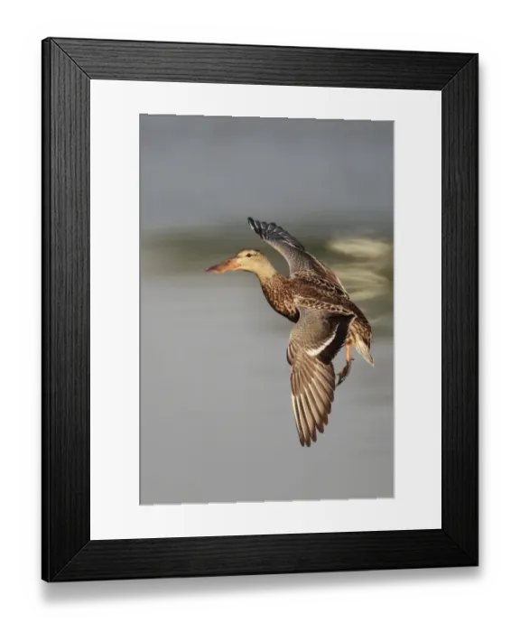 Framed Print : Northern Shoveler (Anas clypeata) adult female, in flight, landing on water, Hong Kong, China, november