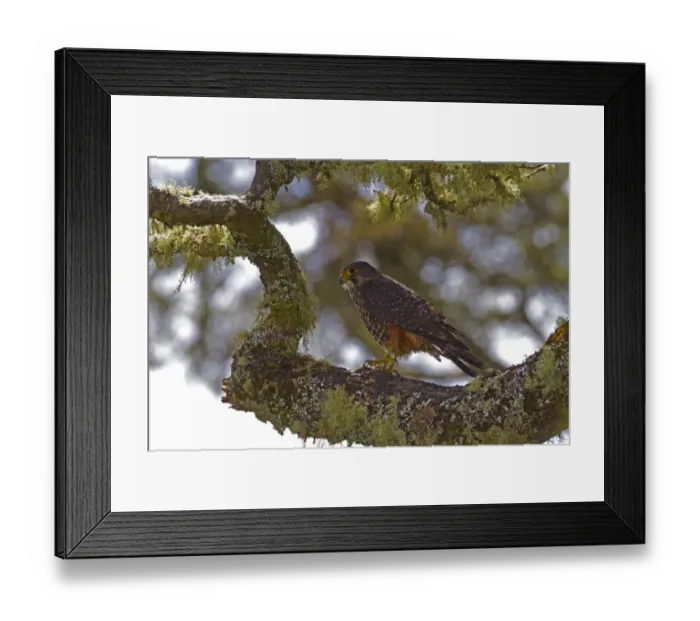 Framed Print : New Zealand Falcon (Falco novaeseelandiae) adult, perched on lichen covered branch, New Zealand, november Framed Print : New Zealand Falcon (Falco novaeseelandiae) adult, perched on lichen covered branch, New Zealand, november