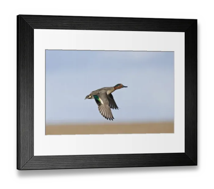 Framed Print : Common Teal (Anas crecca) adult male, in flight, Salthouse, Norfolk, England, winter Framed Print : Common Teal (Anas crecca) adult male, in flight, Salthouse, Norfolk, England, winter
