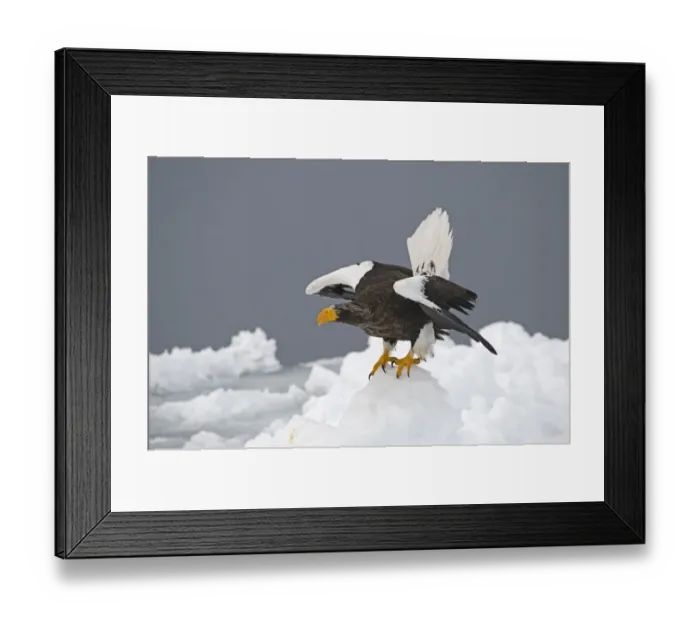 Framed Print : Steller's Sea-eagle (Haliaeetus pelagicus) adult, standing on sea ice, Nemuro Channel, off Rausu, Hokkaido, Japan, winter Framed Print : Steller's Sea-eagle (Haliaeetus pelagicus) adult, standing on sea ice, Nemuro Channel, off Rausu, Hokkaido, Japan, winter