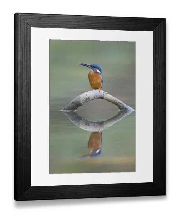 Framed Print : Common Kingfisher (Alcedo atthis) adult male, feeding, with Nine-spined Stickleback (Pungitius pungitius) prey in beak, perched on fallen branch with reflection, Suffolk, England, may Framed Print : Common Kingfisher (Alcedo atthis) adult male, feeding, with Nine-spined Stickleback (Pungitius pungitius) prey in beak, perched on fallen branch with reflection, Suffolk, England, may