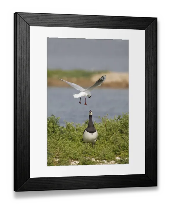 Framed Print : Black-headed Gull (Larus ridibundus) adult, summer plumage, in flight, mobbing Barnacle Goose (Branta leucopsis) in nesting territory, Minsmere RSPB Reserve, Suffolk, England, april Framed Print : Black-headed Gull (Larus ridibundus) adult, summer plumage, in flight, mobbing Barnacle Goose (Branta leucopsis) in nesting territory, Minsmere RSPB Reserve, Suffolk, England, april