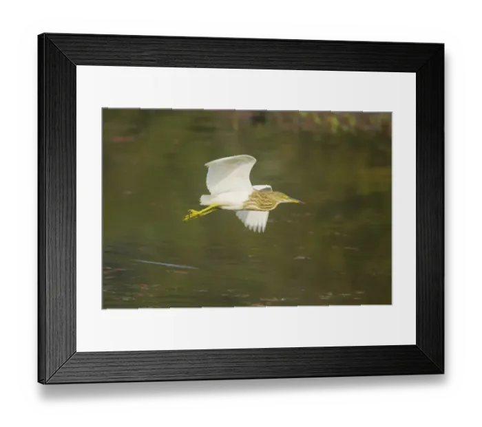 Framed Print : Indian Pond-heron (Ardeola grayii) adult, non-breeding plumage, in flight over water, Keoladeo Ghana N. P. (Bharatpur), Rajasthan, India