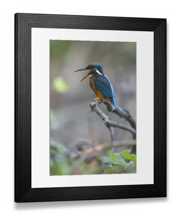 Framed Print : Common Kingfisher (Alcedo atthis) adult female, regurgitating and disgorging pellet, Suffolk, England, may Framed Print : Common Kingfisher (Alcedo atthis) adult female, regurgitating and disgorging pellet, Suffolk, England, may