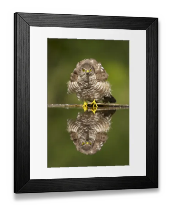 Framed Print : Eurasian Sparrowhawk (Accipiter nisus) adult female, with ruffled feathers, standing at edge of forest pool, Hungary Framed Print : Eurasian Sparrowhawk (Accipiter nisus) adult female, with ruffled feathers, standing at edge of forest pool, Hungary