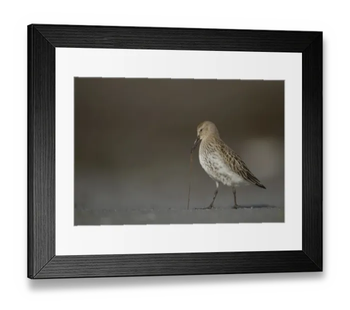 Framed Print : Dunlin (Calidris alpina) immature, feeding, pulling worm from wet sand on beach, Shetland Islands, Scotland, september Framed Print : Dunlin (Calidris alpina) immature, feeding, pulling worm from wet sand on beach, Shetland Islands, Scotland, september