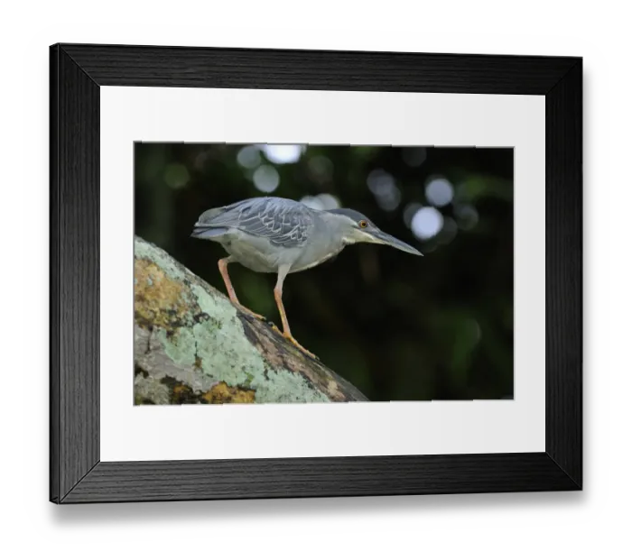 Framed Print : Striated Heron (Butorides striatus) adult, walking on tree trunk, Georgetown, Guyana