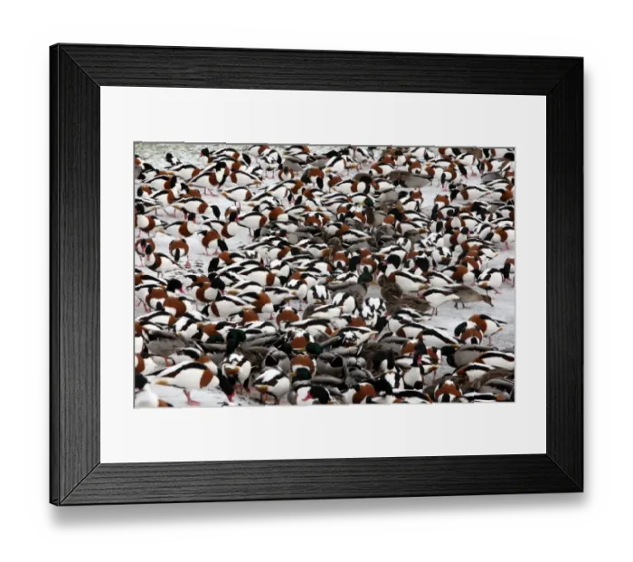 Framed Print : Common Shelduck (Tadorna tadorna) and Mallard Duck (Anas platyrhynchos) mixed flock, feeding on ice at edge of lake, Martin Mere, Lancashire, England, december Framed Print : Common Shelduck (Tadorna tadorna) and Mallard Duck (Anas platyrhynchos) mixed flock, feeding on ice at edge of lake, Martin Mere, Lancashire, England, december