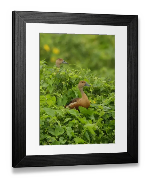 Framed Print : Lesser Whistling-duck (Dendrocygna javanica) two adults, standing amongst vegetation, Sri Lanka, december Framed Print : Lesser Whistling-duck (Dendrocygna javanica) two adults, standing amongst vegetation, Sri Lanka, december
