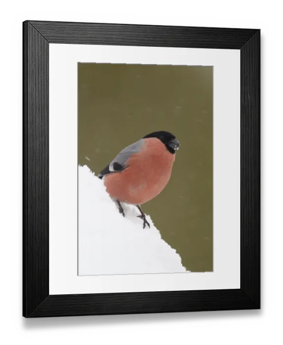 Framed Print : Eurasian Bullfinch (Pyrrhula pyrrhula) adult male, standing on mound of snow during light snow shower, Norway, winter Framed Print : Eurasian Bullfinch (Pyrrhula pyrrhula) adult male, standing on mound of snow during light snow shower, Norway, winter