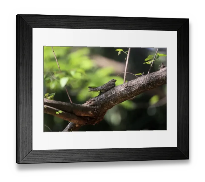Framed Print : Lesser Nighthawk (Chordeiles acutipennis) adult, roosting on branch in tree, Costa Rica, february Framed Print : Lesser Nighthawk (Chordeiles acutipennis) adult, roosting on branch in tree, Costa Rica, february