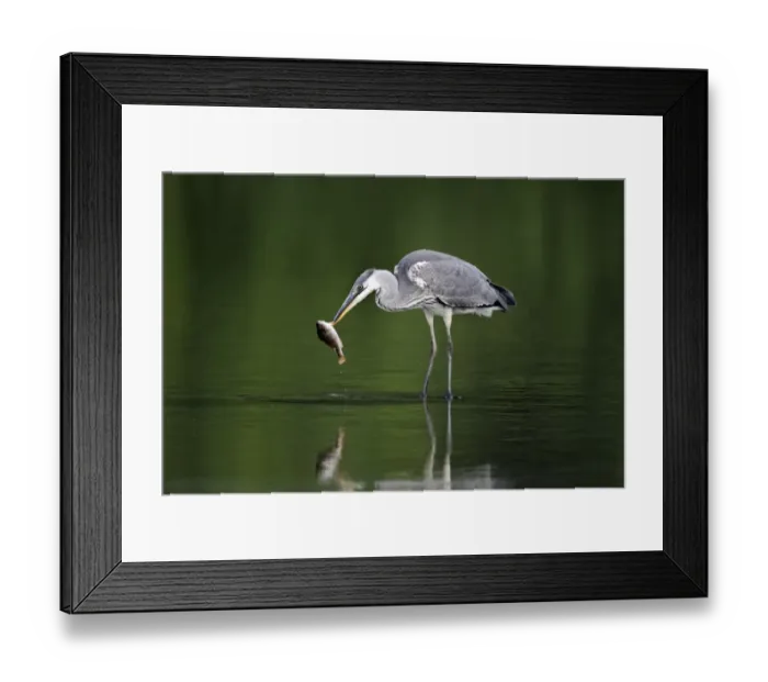 Framed Print : Grey Heron (Ardea cinerea) juvenile, feeding on Perch (Perca fluviatilis) prey, standing in water, Midlands, England, july Framed Print : Grey Heron (Ardea cinerea) juvenile, feeding on Perch (Perca fluviatilis) prey, standing in water, Midlands, England, july