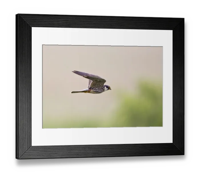 Framed Print : Eurasian Hobby (Falco subbuteo) adult, in flight, Minsmere RSPB Reserve, Suffolk, England, june Framed Print : Eurasian Hobby (Falco subbuteo) adult, in flight, Minsmere RSPB Reserve, Suffolk, England, june