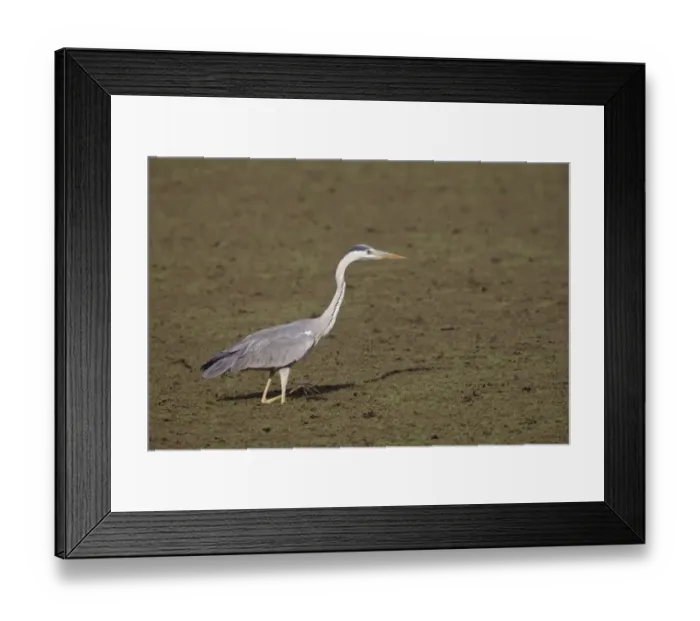 Framed Print : Grey Heron (Ardea cinerea) adult, wading in swamp, Keoladeo Ghana N. P. (Bharatpur), Rajasthan, India Framed Print : Grey Heron (Ardea cinerea) adult, wading in swamp, Keoladeo Ghana N. P. (Bharatpur), Rajasthan, India