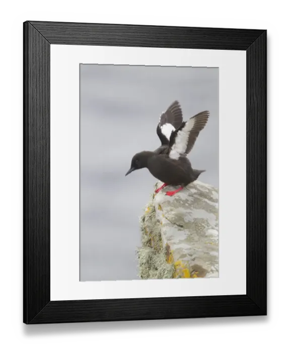 Framed Print : Black Guillemot (Cepphus grylle) adult, stretching wings, standing on coastal rock, Shetland Islands, Scotland, june