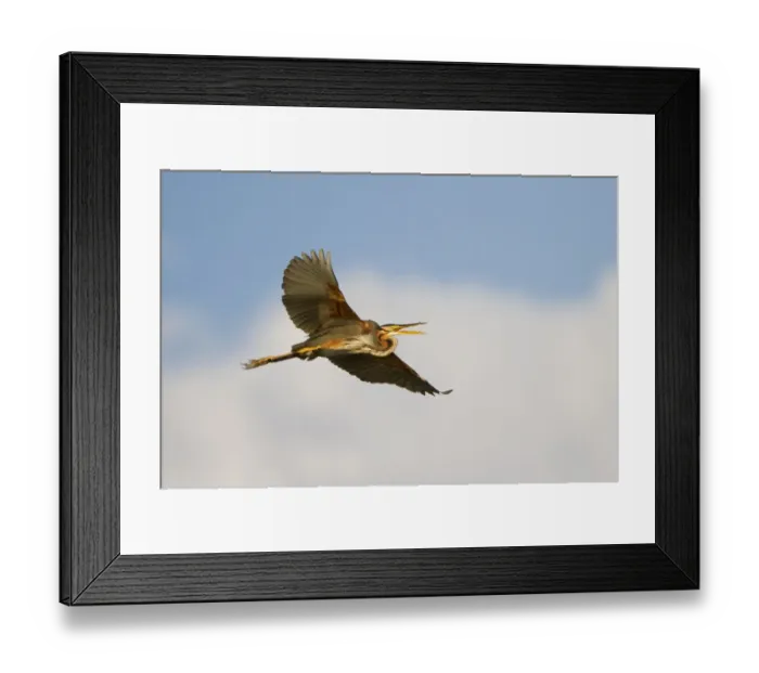 Framed Print : Purple Heron (Ardea purpurea) adult, in flight, Godikwe Lagoon, Okavango Delta, Botswana
