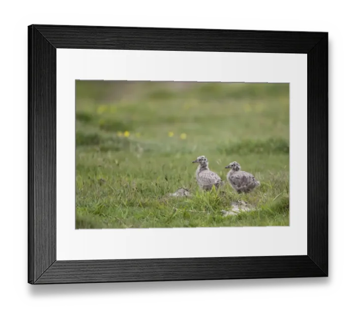 Framed Print : Common Gull (Larus canus) two chicks, standing in grass, Mainland, Orkney, Scotland, june Framed Print : Common Gull (Larus canus) two chicks, standing in grass, Mainland, Orkney, Scotland, june
