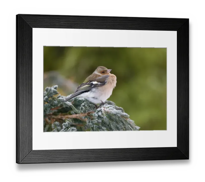 Framed Print : Chaffinch (Fringilla coelebs) adult male, with feathers fluffed up, perched on snow covered conifer shrub in garden, Chirnside, Berwickshire, Scottish Borders, Scotland, december