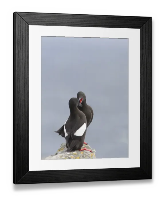 Framed Print : Black Guillemot (Cepphus grylle) adult pair, displaying on rock, Mousa, Shetland Islands, Scotland, june Framed Print : Black Guillemot (Cepphus grylle) adult pair, displaying on rock, Mousa, Shetland Islands, Scotland, june