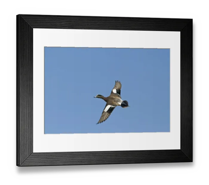 Framed Print : American Wigeon (Anas americana) adult male, in flight, New Mexico, U. S. A. january