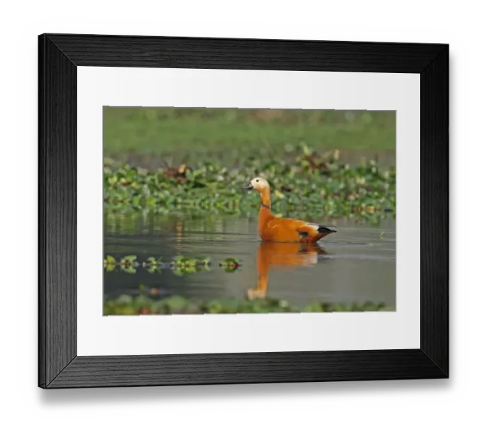 Framed Print : Ruddy Shelduck (Tadorna ferruginea) adult male, amongst Water Hyacinths (Eichhornia sp. ) in shallow water of marsh, Dibru-Saikhowa N. P. Assam, India, february Framed Print : Ruddy Shelduck (Tadorna ferruginea) adult male, amongst Water Hyacinths (Eichhornia sp. ) in shallow water of marsh, Dibru-Saikhowa N. P. Assam, India, february