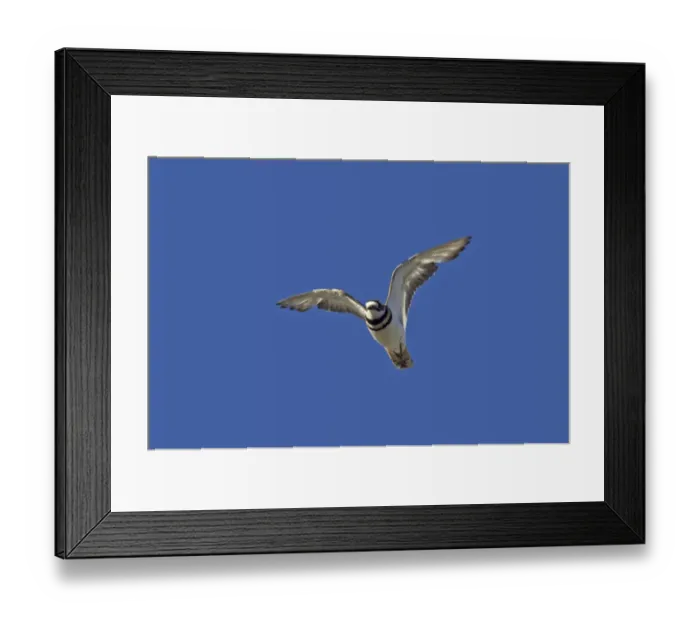 Framed Print : Killdeer (Charadrius vociferus) adult, in flight, Klamath National Wildlife Refuge, California, U. S. A Framed Print : Killdeer (Charadrius vociferus) adult, in flight, Klamath National Wildlife Refuge, California, U. S. A