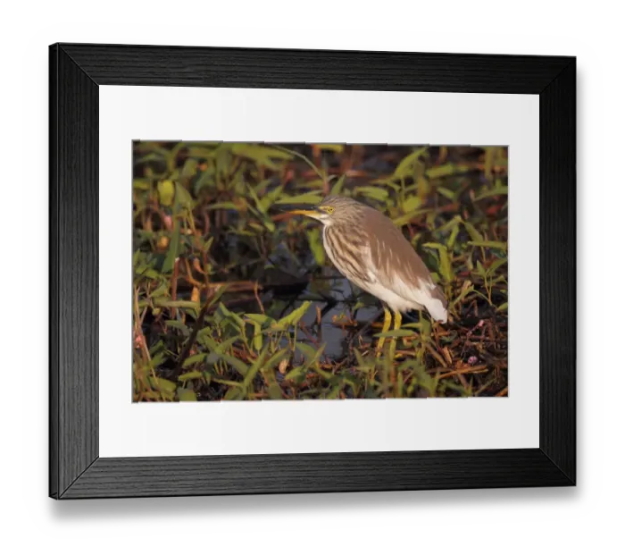 Framed Print : Chinese Pond-heron (Ardeola bacchus) adult, non-breeding plumage, standing in pond amongst aquatic plants, Hong Kong, China, december Framed Print : Chinese Pond-heron (Ardeola bacchus) adult, non-breeding plumage, standing in pond amongst aquatic plants, Hong Kong, China, december