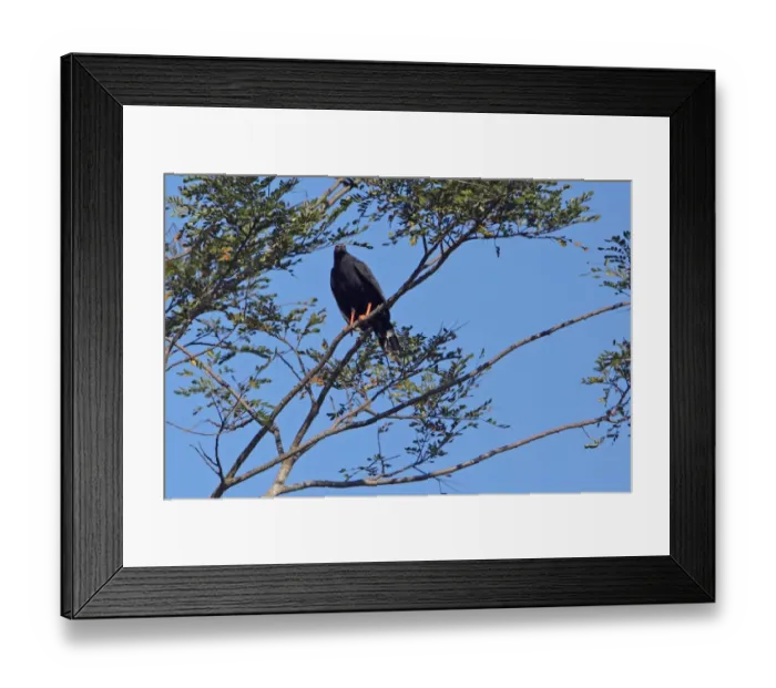 Framed Print : Crane Hawk (Geranospiza caerulescens) adult, perched on branch in tree, Costa Rica, february Framed Print : Crane Hawk (Geranospiza caerulescens) adult, perched on branch in tree, Costa Rica, february