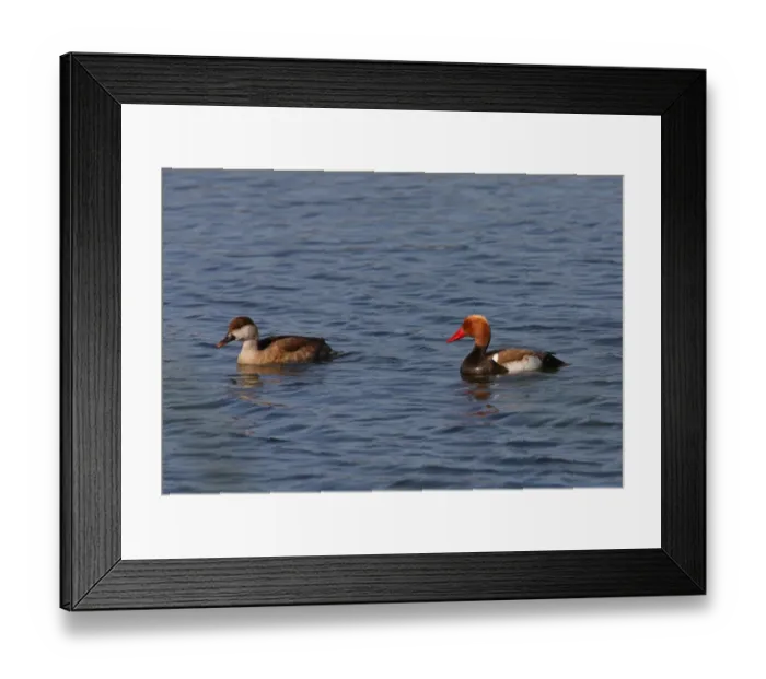 Framed Print : Red-crested Pochard (Netta rufina) adult pair, swimming on coastal lagoon, Algarve, Portugal, april Framed Print : Red-crested Pochard (Netta rufina) adult pair, swimming on coastal lagoon, Algarve, Portugal, april