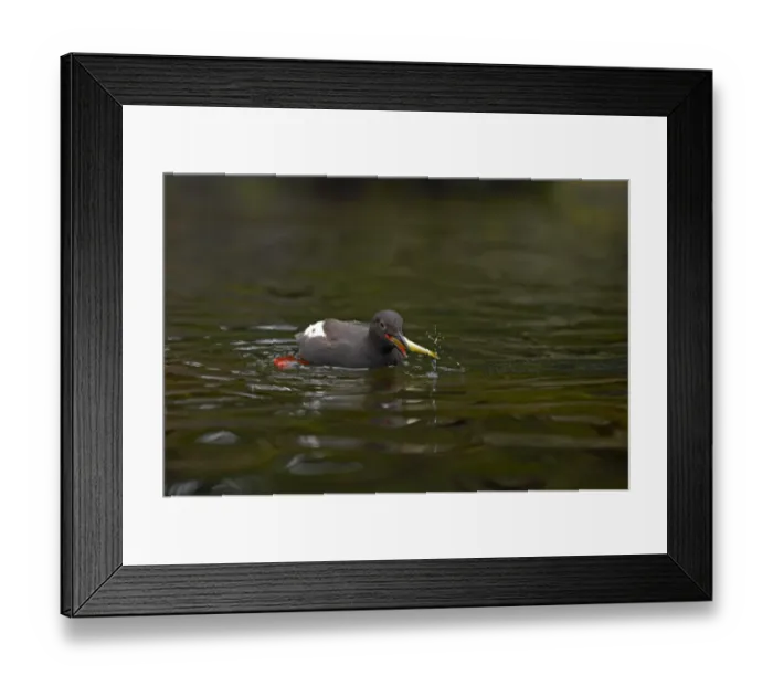 Framed Print : Pigeon Guillemot (Cepphus columba) adult, with fish in beak, swimming, Oregon, U. S. A Framed Print : Pigeon Guillemot (Cepphus columba) adult, with fish in beak, swimming, Oregon, U. S. A