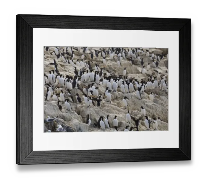Framed Print : Common Guillemot (Uria aalge) adults, flock on clifftop breeding colony, Inner Farne, Farne Islands, Northumberland, England, spring