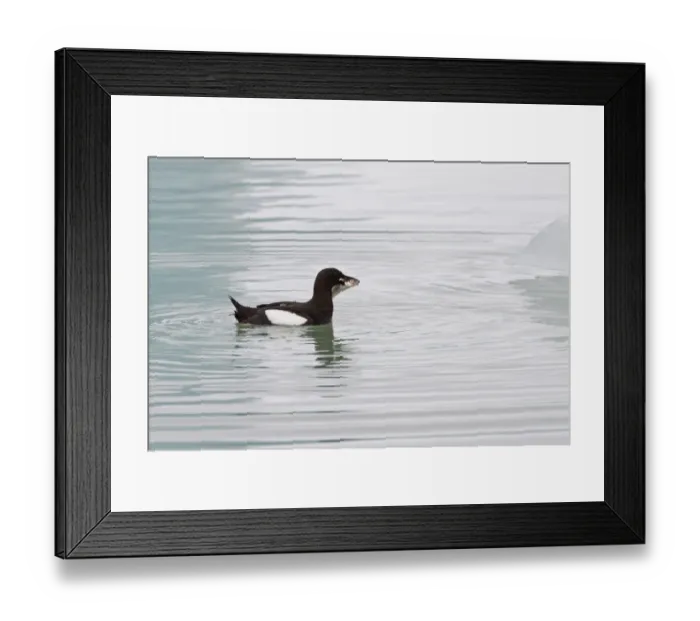 Framed Print : Black Guillemot (Cepphus grylle) adult, summer plumage, feeding, with fish in beak, swimming at sea, Spitzbergen, Svalbard, july Framed Print : Black Guillemot (Cepphus grylle) adult, summer plumage, feeding, with fish in beak, swimming at sea, Spitzbergen, Svalbard, july