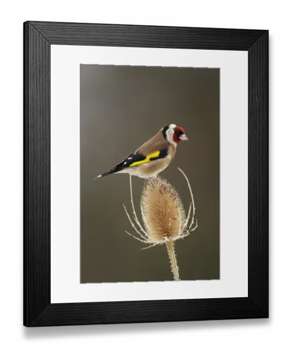 Framed Print : European Goldfinch (Carduelis carduelis) adult, feeding on teasel seedhead, Shropshire, England Framed Print : European Goldfinch (Carduelis carduelis) adult, feeding on teasel seedhead, Shropshire, England