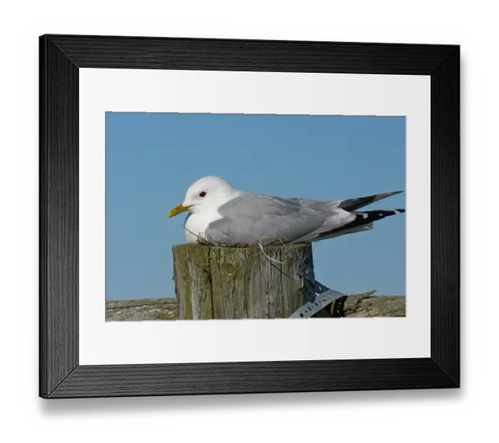 Framed Print : Common Gull (Larus canus) adult, nesting on post, Tipperne Reserve, Tipperne and Vaerneengene Peninsula, Jutland, Denmark, may Framed Print : Common Gull (Larus canus) adult, nesting on post, Tipperne Reserve, Tipperne and Vaerneengene Peninsula, Jutland, Denmark, may