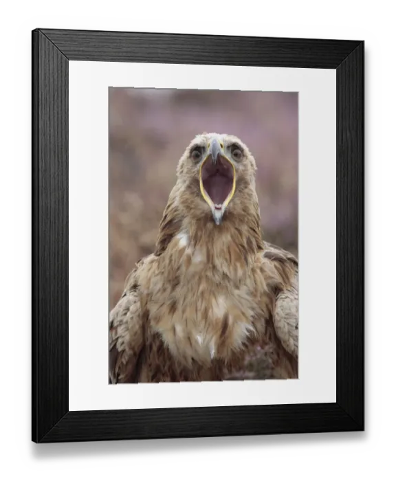 Framed Print : Golden Eagle (Aquila chrysaetos) x Steppe Eagle (Aquila nipalensis) hybrid, falconry bird, adult, calling on heather moorland, North Yorkshire, England, august (captive) Framed Print : Golden Eagle (Aquila chrysaetos) x Steppe Eagle (Aquila nipalensis) hybrid, falconry bird, adult, calling on heather moorland, North Yorkshire, England, august (captive)