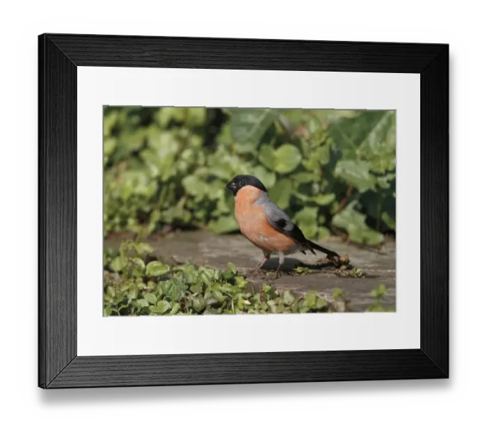 Framed Print : Eurasian Bullfinch (Pyrrhula pyrrhula) adult male, standing on paving stone in garden, Yorkshire, England, june