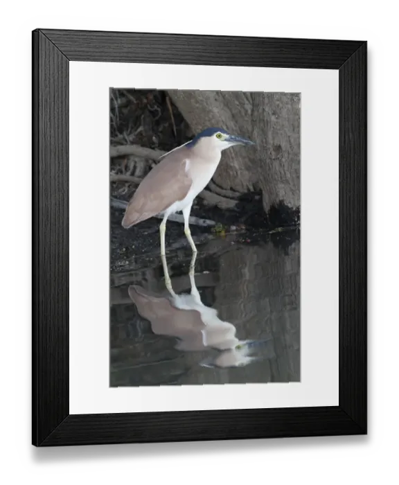 Framed Print : Rufous Night-heron (Nycticorax caledonicus) adult, standing at edge of water with reflection, Kakadu, Northern Territory, Australia, september Framed Print : Rufous Night-heron (Nycticorax caledonicus) adult, standing at edge of water with reflection, Kakadu, Northern Territory, Australia, september
