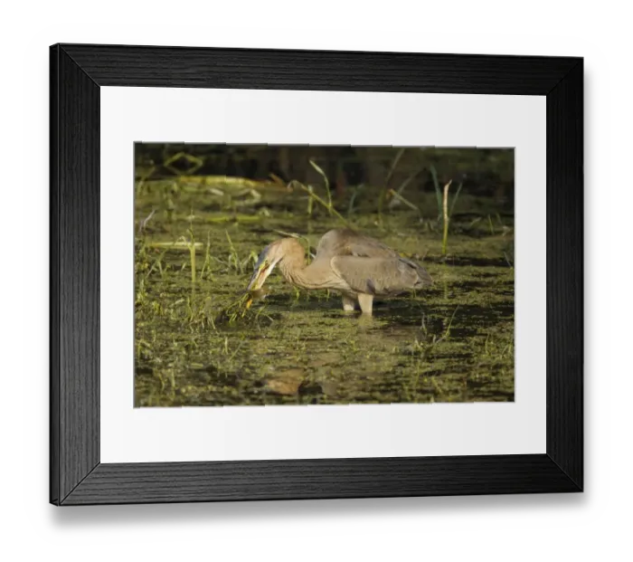 Framed Print : Purple Heron (Ardea purpurea) juvenile, feeding, with fish in beak, standing in water, Keoladeo Ghana N. P. (Bharatpur), Rajasthan, India Framed Print : Purple Heron (Ardea purpurea) juvenile, feeding, with fish in beak, standing in water, Keoladeo Ghana N. P. (Bharatpur), Rajasthan, India