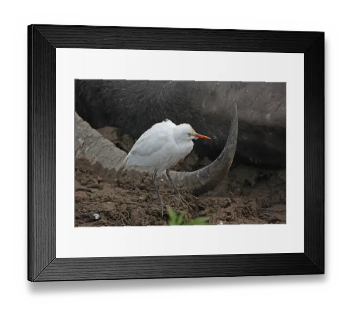 Framed Print : Eastern Cattle Egret (Bubulcus ibis coromandus) adult, with blood on beak from feeding on wounds of live but paralysed Wild Water Buffalo (Bubalis arnee) wounded by Indian Tiger (Panthera tigris tigris), Kaziranga N. P. Assam, India, january Framed Print : Eastern Cattle Egret (Bubulcus ibis coromandus) adult, with blood on beak from feeding on wounds of live but paralysed Wild Water Buffalo (Bubalis arnee) wounded by Indian Tiger (Panthera tigris tigris), Kaziranga N. P. Assam, India, january