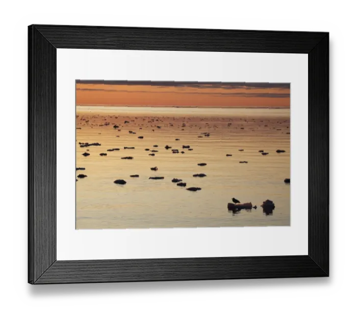 Framed Print : Glaucous Gull (Larus hyperboreus) silhouetted at sunset, standing on ice floe in habitat, Arctic Sea, Spitsbergen, Svalbard, august Framed Print : Glaucous Gull (Larus hyperboreus) silhouetted at sunset, standing on ice floe in habitat, Arctic Sea, Spitsbergen, Svalbard, august