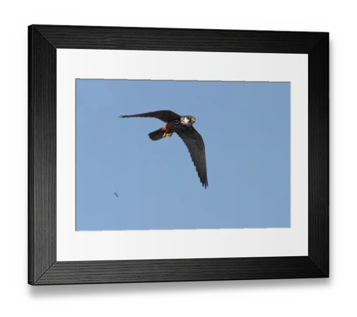 Framed Print : Eurasian Hobby (Falco subbuteo) adult, in flight, dropping dragonfly prey, Staffordshire, England, september Framed Print : Eurasian Hobby (Falco subbuteo) adult, in flight, dropping dragonfly prey, Staffordshire, England, september