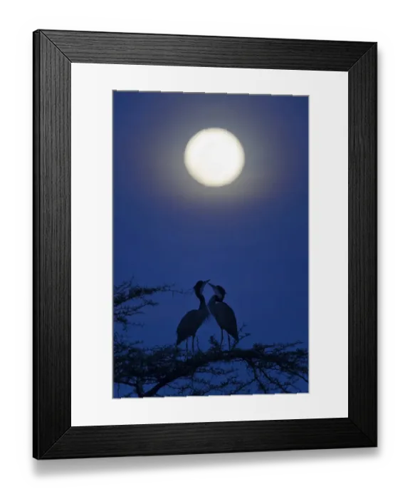 Framed Print : Black-headed Heron (Ardea melanocephala) adult pair, perched on branch under moon at night, Serengeti N. P. Tanzania, november Framed Print : Black-headed Heron (Ardea melanocephala) adult pair, perched on branch under moon at night, Serengeti N. P. Tanzania, november