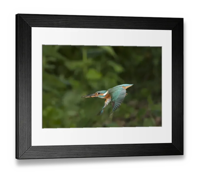 Framed Print : Common Kingfisher (Alcedo atthis) adult female, in flight, with Three-spined Stickleback (Gasterosteus aculeatus) prey in beak, Suffolk, England, may Framed Print : Common Kingfisher (Alcedo atthis) adult female, in flight, with Three-spined Stickleback (Gasterosteus aculeatus) prey in beak, Suffolk, England, may