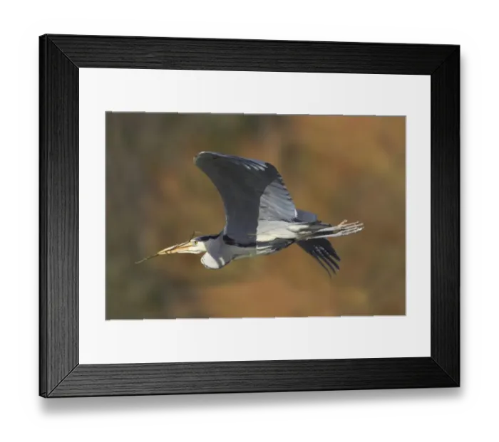 Framed Print : Grey Heron (Ardea cinerea) adult, in flight, with sticks in beak, collecting nesting material, Hertfordshire, England Framed Print : Grey Heron (Ardea cinerea) adult, in flight, with sticks in beak, collecting nesting material, Hertfordshire, England