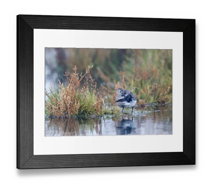 Framed Print : Dunlin (Calidris alpina) adult, winter plumage, using preen gland, preening in wetland, Suffolk, England, december