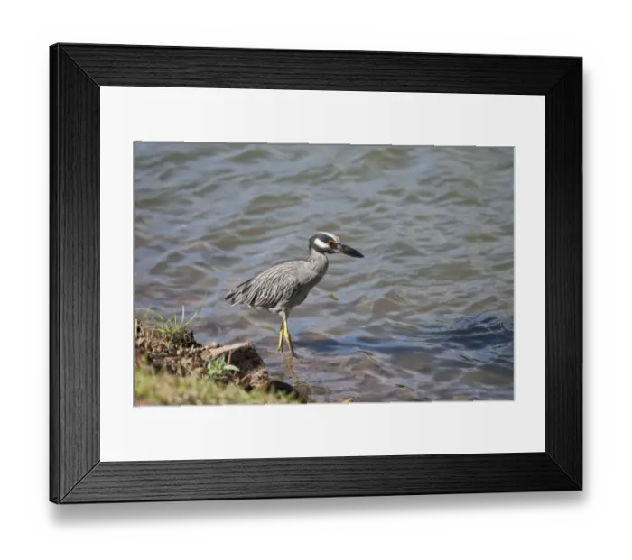 Framed Print : Yellow-crowned Night-heron (Nyctanassa violacea) adult, hunting along water margin, Grenada Framed Print : Yellow-crowned Night-heron (Nyctanassa violacea) adult, hunting along water margin, Grenada